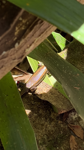 Common Sun Skink