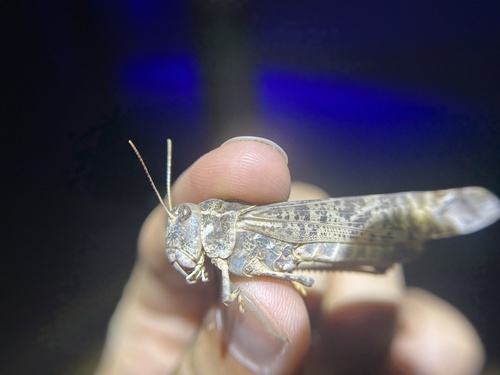 High Plains Locust