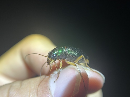Virginia Metallic Tiger Beetle