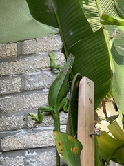 Iguana iguana