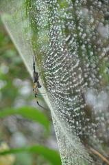 Trichonephila inaurata inaurata