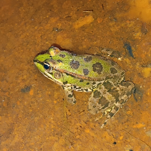 Sahara Frog