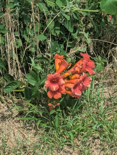 American trumpet vine