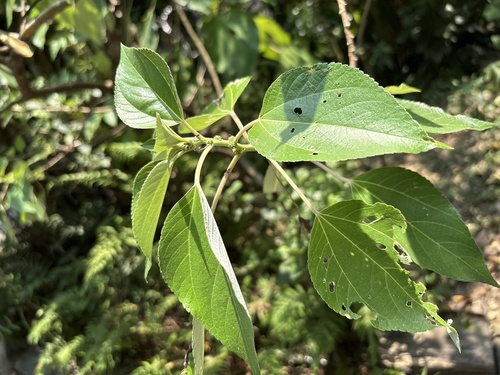 Pipturus arborescens observed 2026-07-07
