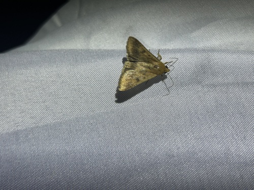 Corn Earworm Moth