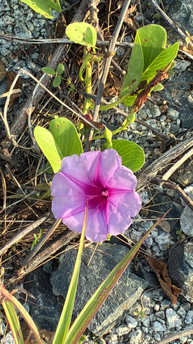 Beach Morning Glory