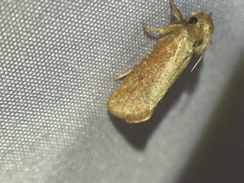 Eastern Grass Tubeworm Moth