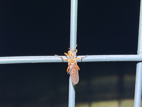 Plain-tailed Hanging Thief