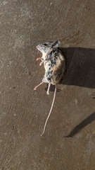 Peromyscus californicus