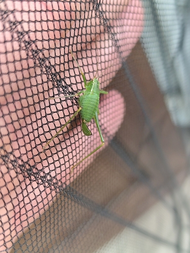 Speckled Bush-cricket