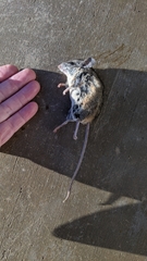 Peromyscus californicus
