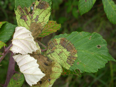 Euproctis chrysorrhoea