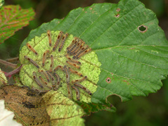 Euproctis chrysorrhoea