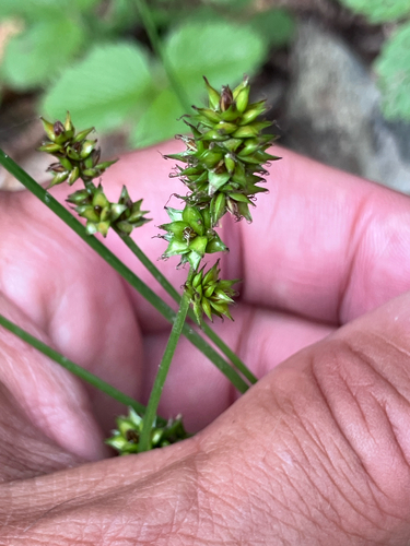 Carex muricata, photograph 6
