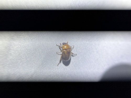 Cyclocephala lurida lurida