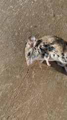 Peromyscus californicus