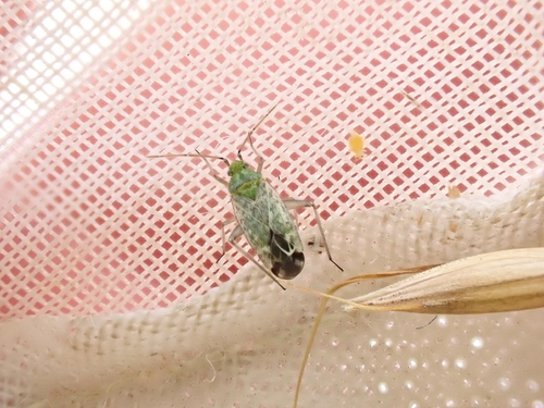 Macrotylus paykullii observed 2026-06-27