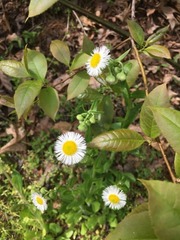 Erigeron