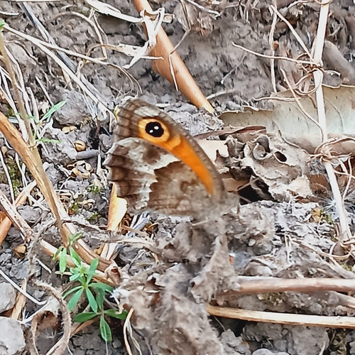 Southern Gatekeeper