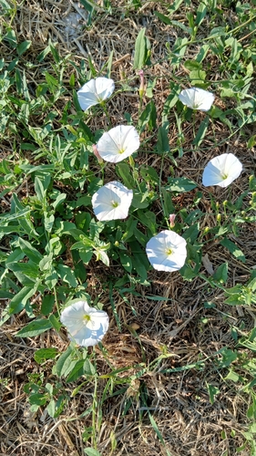 field bindweed