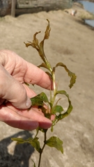 Potamogeton praelongus