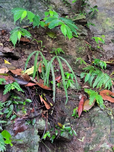 Pteris longipinna