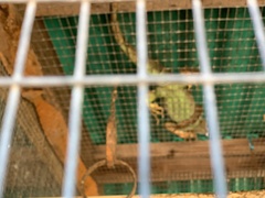 Iguana iguana