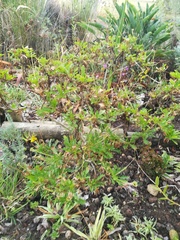 Euryops chrysanthemoides