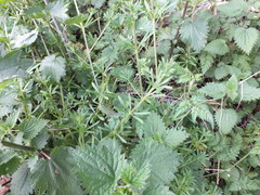 Galium aparine