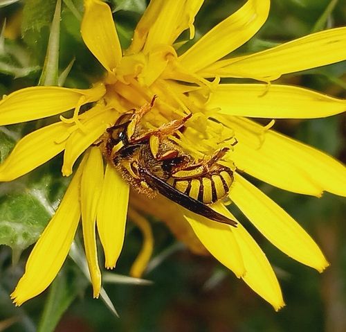 European Woolcarder Bee