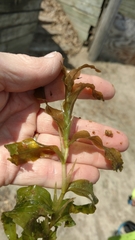 Potamogeton praelongus