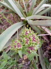 Centaurium erythraea image