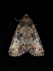 Condica albigera