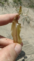 Potamogeton praelongus