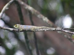 Calumma nasutum