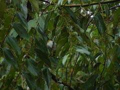 Zosterops maderaspatanus