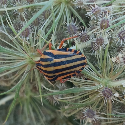 North African Striped Shieldbug