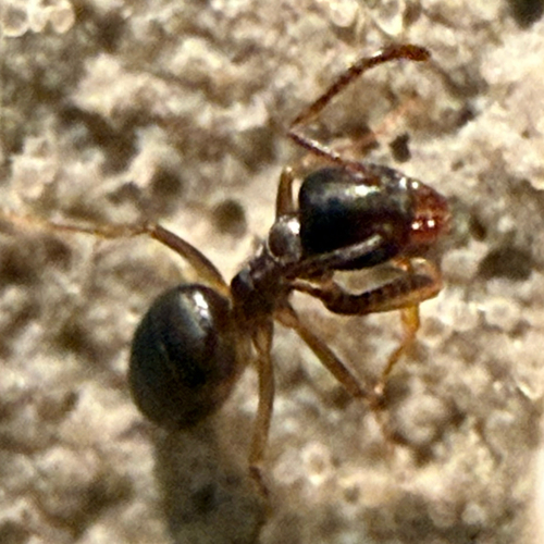 Odorous house ant