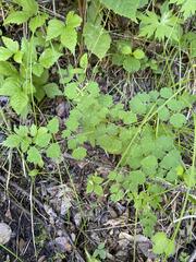 Thalictrum venulosum, photograph (c) Arthur Whiting, some rights reserved (CC BY)