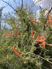 Anisacanthus linearis