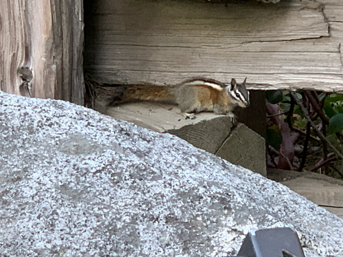 Lodgepole Chipmunk observed by ecologistchris