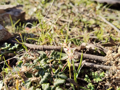 Wurmbea latifolia
