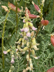 Astragalus nuttallii, photograph (c) Lindsey K. Wise, some rights reserved (CC BY)