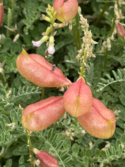 Astragalus nuttallii, photograph (c) Lindsey K. Wise, some rights reserved (CC BY)