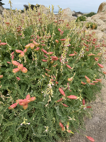 Astragalus nuttallii, photograph 4