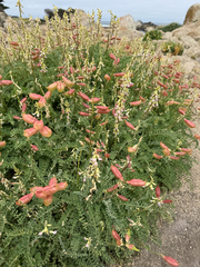 Astragalus nuttallii, photograph (c) Lindsey K. Wise, some rights reserved (CC BY)