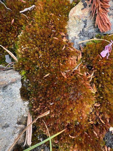 Imbribryum miniatum observed 2026-07-06