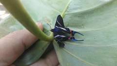 Rhetus arcius