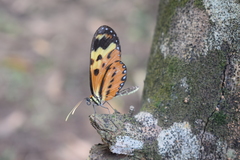 Mechanitis polymnia polymnia