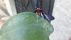 Rhetus arcius